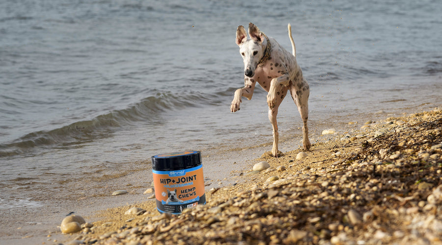 How Much Exercise Does a Puppy Need? A Vet's Perspective