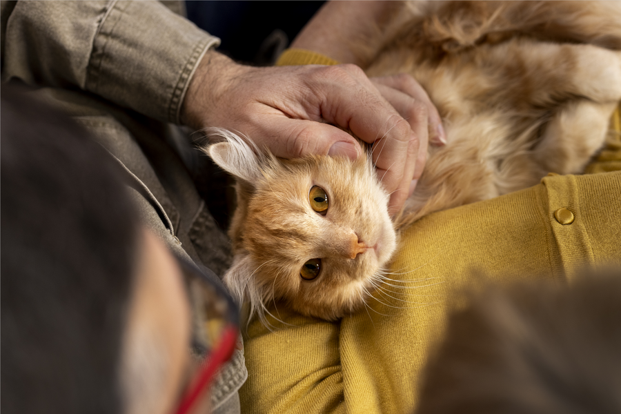 Your Cat Suddenly Doesn't Want to Be Touched?