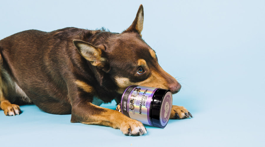 25 Dangerous Foods Your Dog Should Never Eat