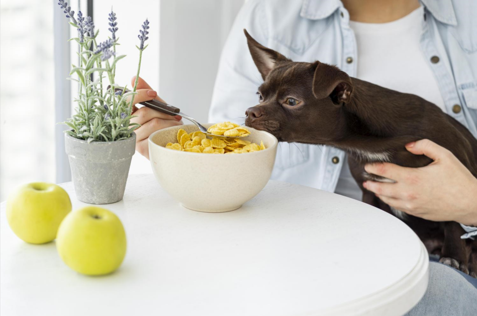 What is the necessary nutrition for dogs?