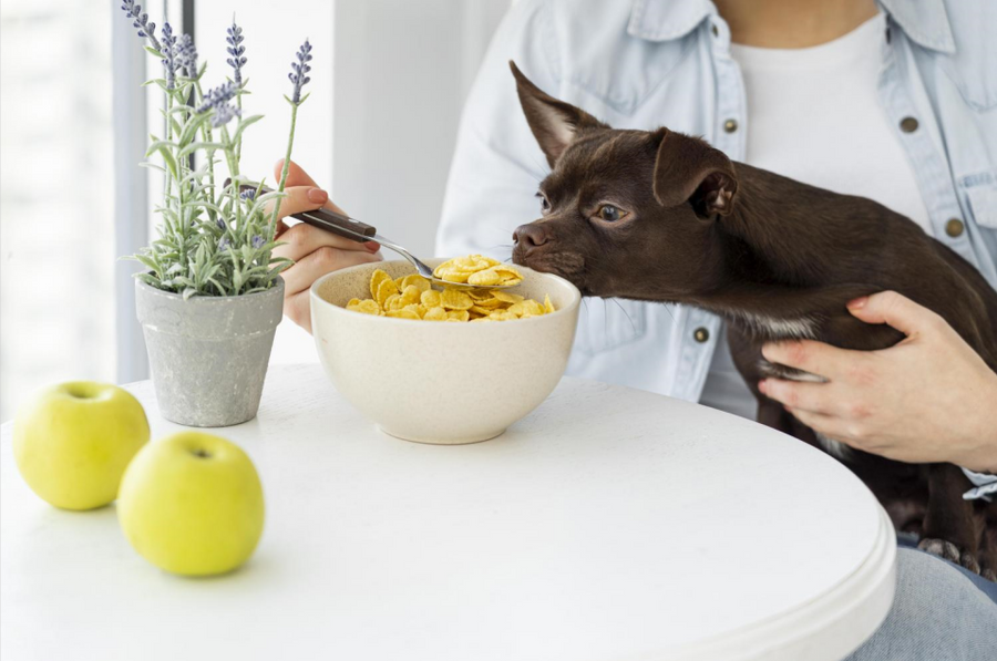 What is the necessary nutrition for dogs?