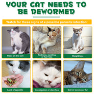 Oimmal Flea & Tick Prevention (6P)