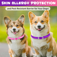 Oimmal Flea & Tick Collar for Dogs (4 Collars) - Pink&Purple