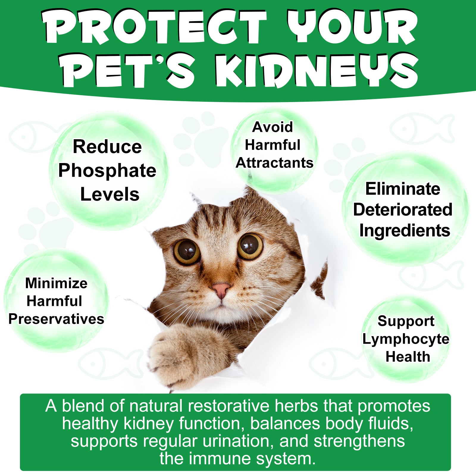Oimmal Kidney Support for Cats