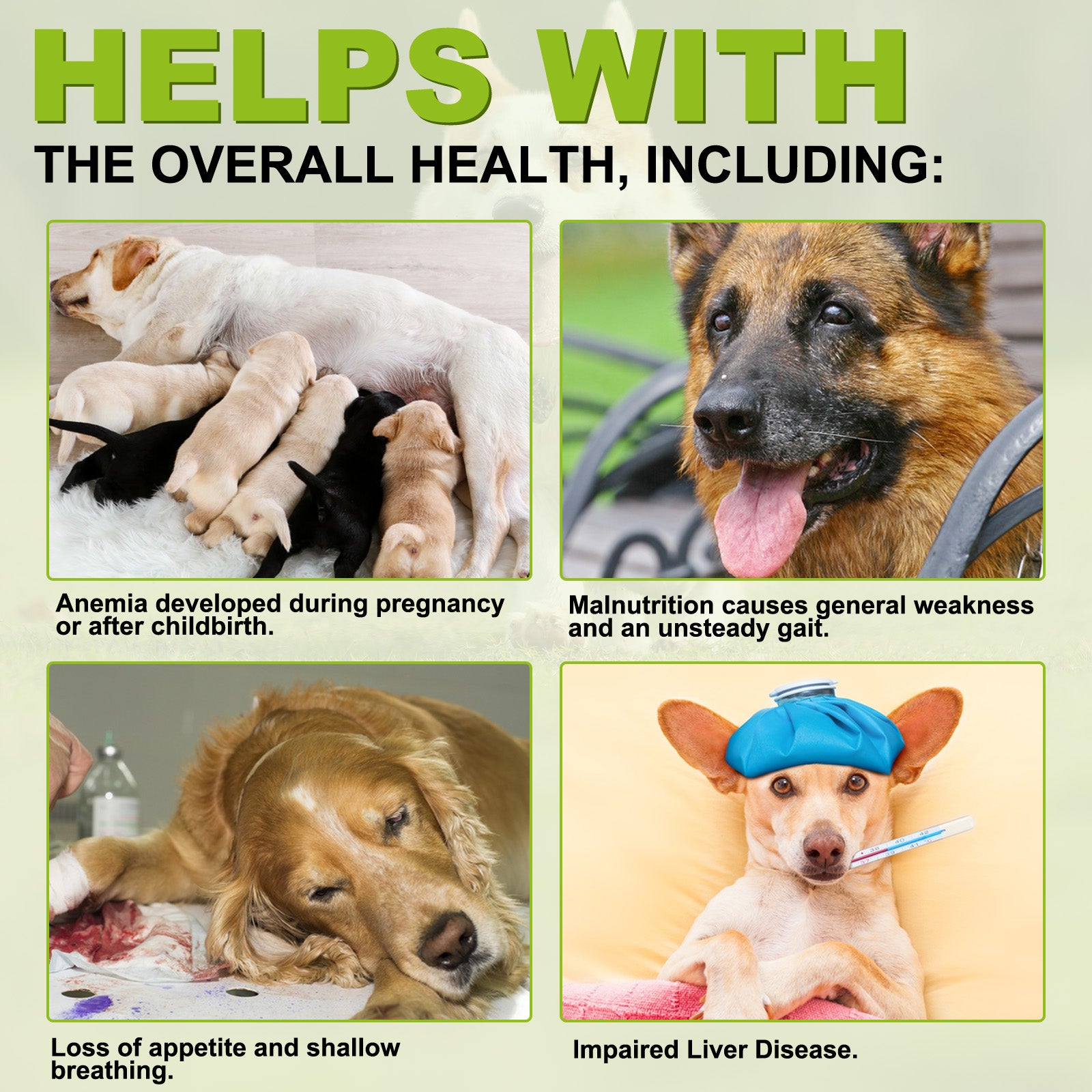 Oimmal Milk Thistle Supplement for Dogs