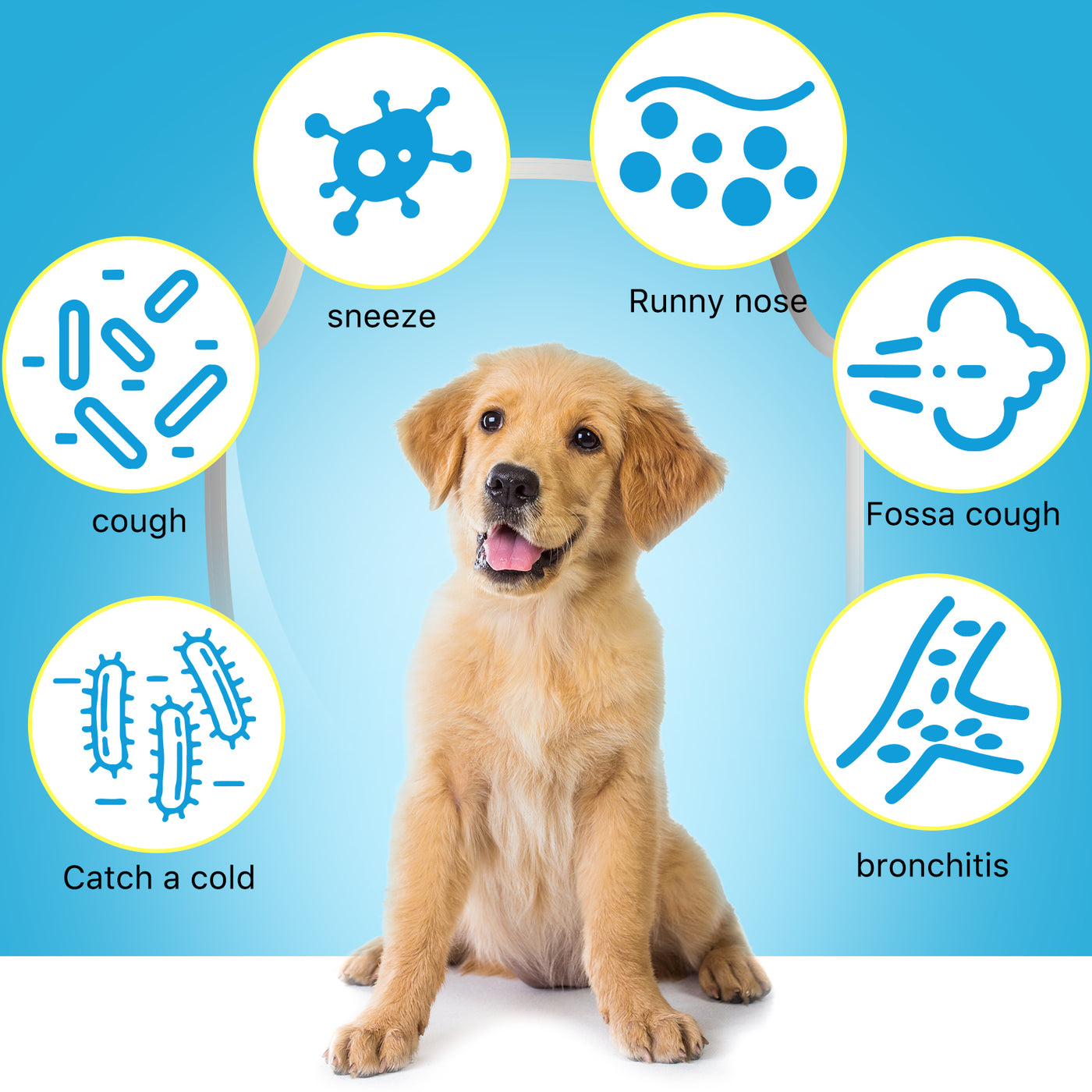 Dogs Symptoms Puppy Has Runny Nose Runny Nose Dog Coughing In Cold