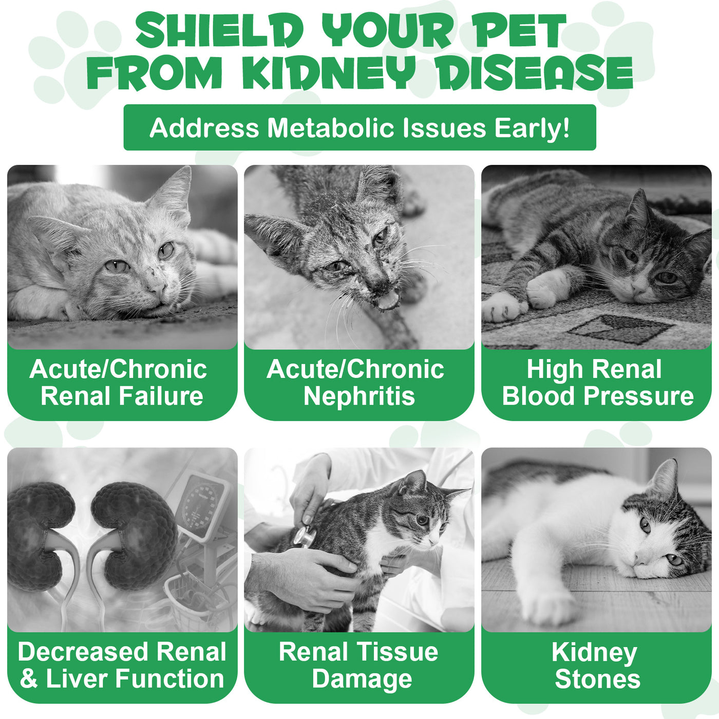 Oimmal Kidney Support for Cats - 2Pack