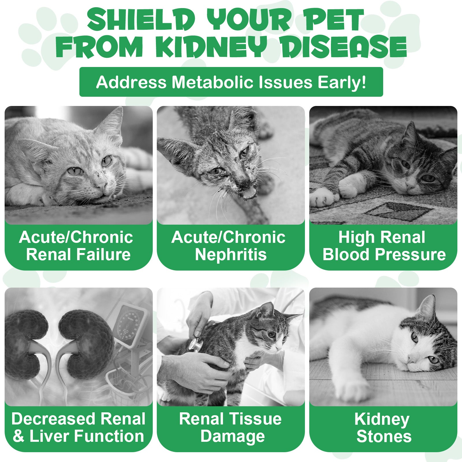 Oimmal Kidney Support for Cats - 2Pack