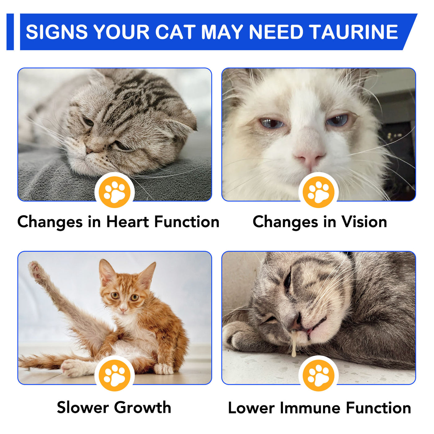 Oimmal Taurine Drops for Cat - 1Pack