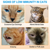 Oimmal L-Lysine Immune Support for Cat