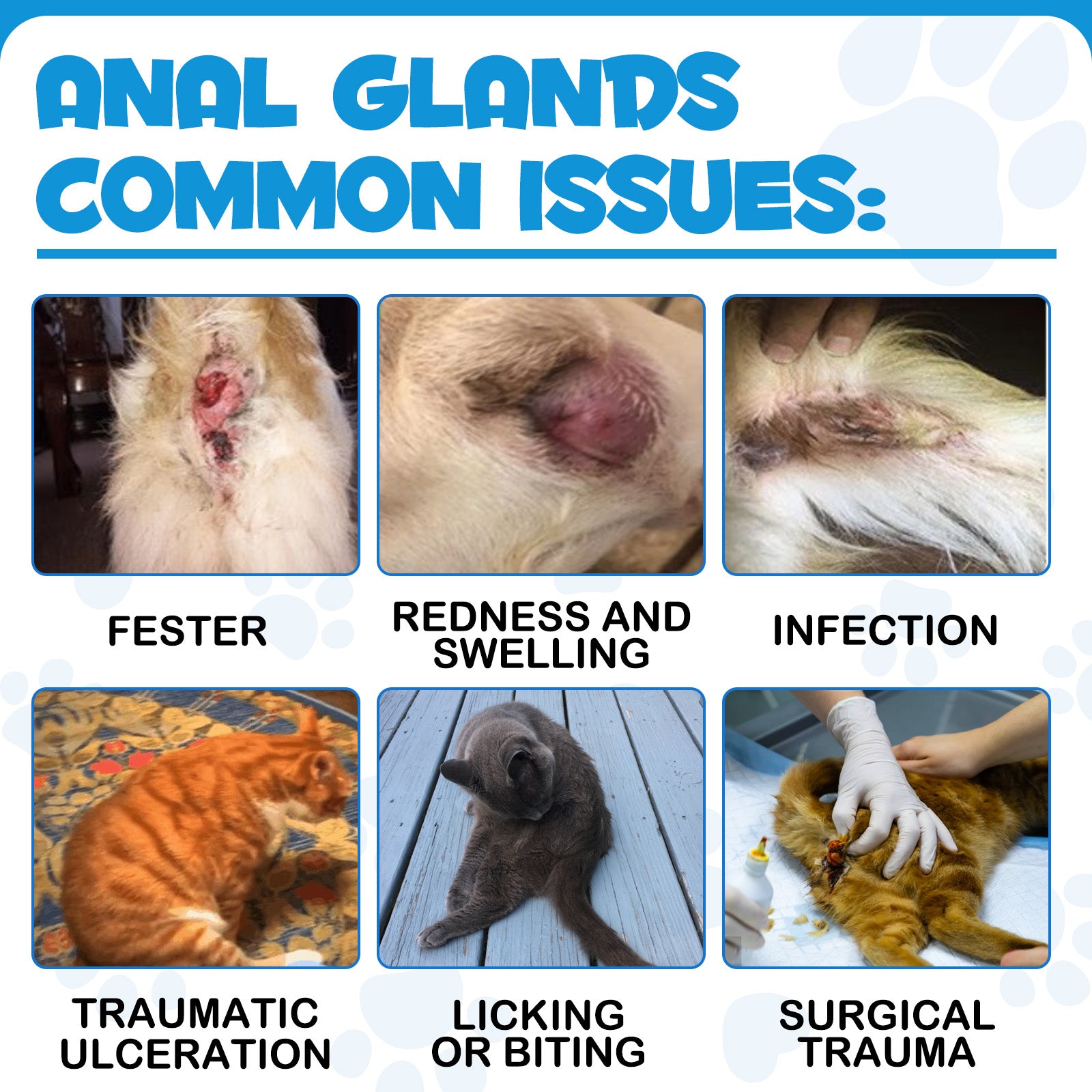 Oimmal Antimicrobial Anal Gland Spray for Cat